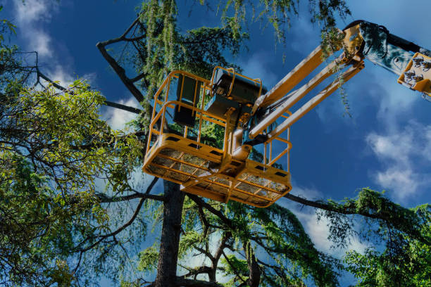 Best Tree Removal Cost  in USA